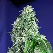 Big Devil F1 Fast Version - Sweet Seeds