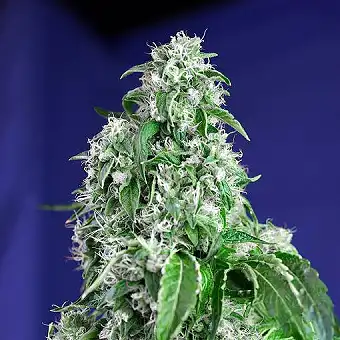 Big Devil F1 Fast Version - Sweet Seeds