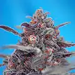 Devil Cream - Sweet Seeds Devil Cream - Sweet Seeds
