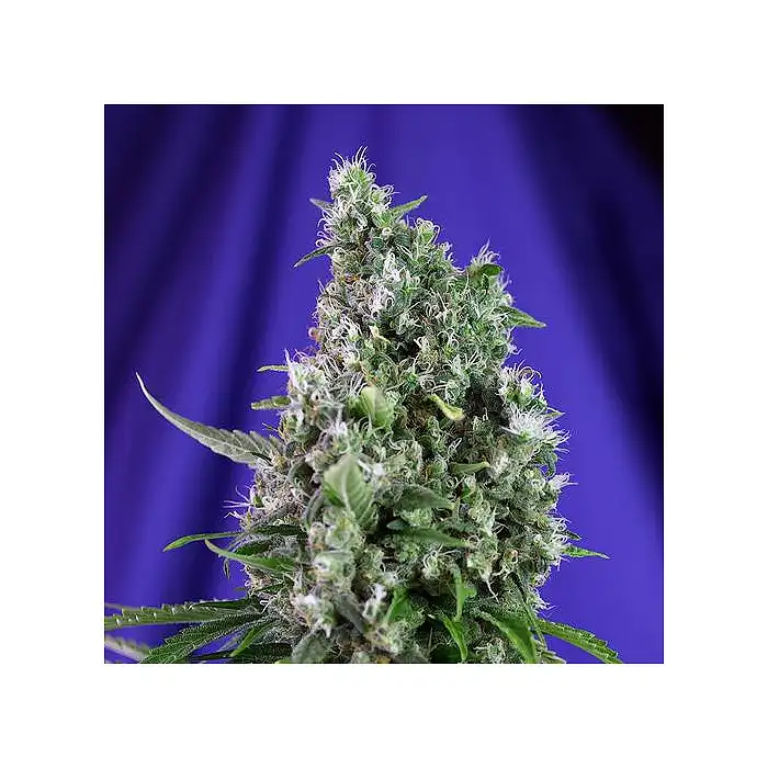 Sweet Trainwreck Auto - Sweet Seeds
