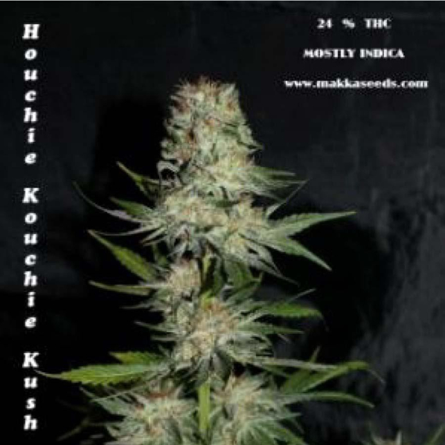 Houchie Kouchie Kush 1