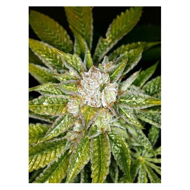 Houchie Kouchie Kush 1