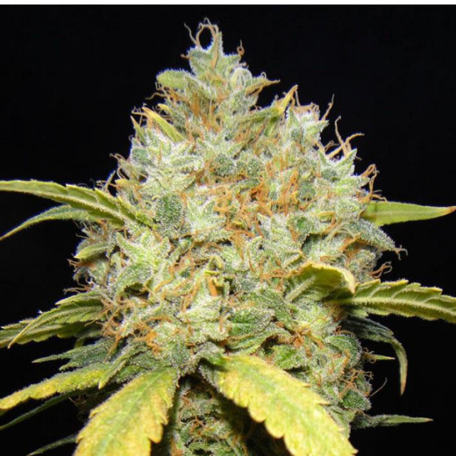 Critical Ganja