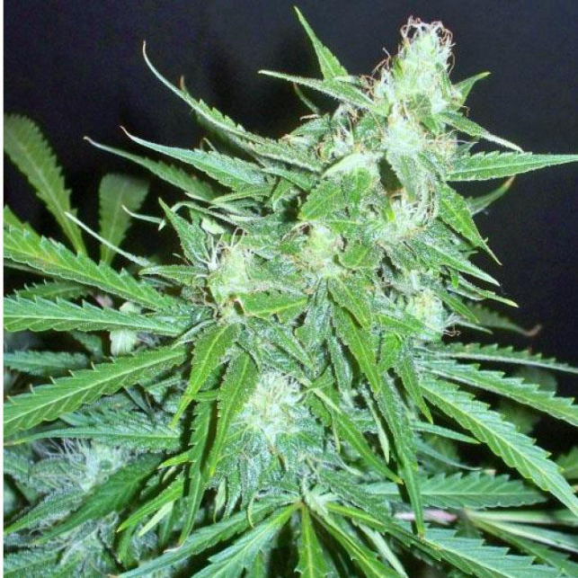 Super Auto Skunk 1