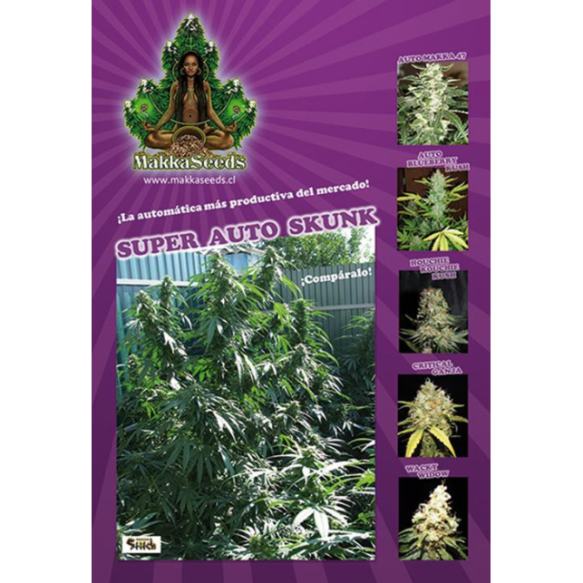 Super Auto Skunk 1