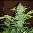 Auto Blueberry Kush Nirvana