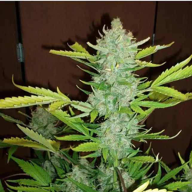 Auto Blueberry Kush Nirvana