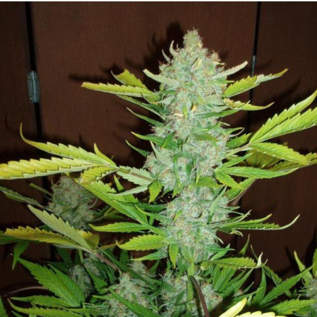 Auto Blueberry Kush Nirvana 1