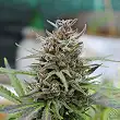 Baby Boom Auto - Kannabia