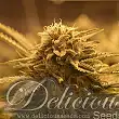 Sugar Black Rose Auto - Delicious Seeds