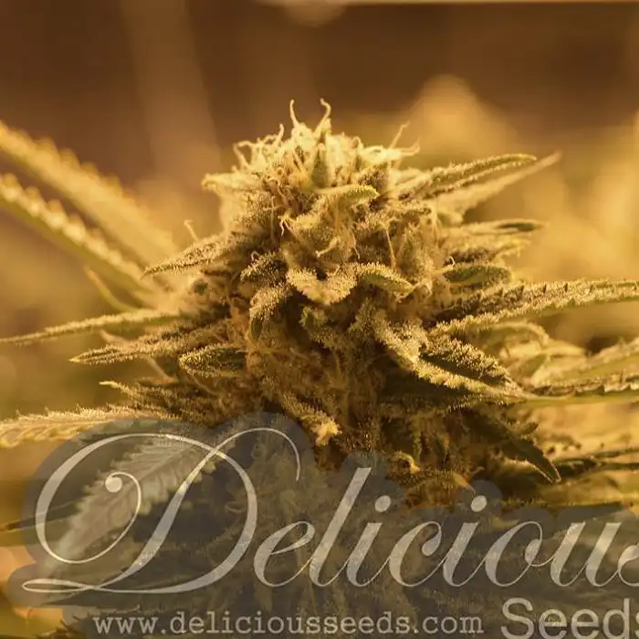 Sugar Black Rose Auto - Delicious Seeds