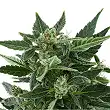 Royal Kush Automatic - Royal Queen Seeds