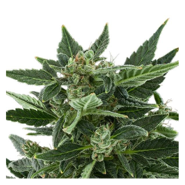 Royal Kush Automatic from Royal Queen, hybrid indica-sativa-rudelaris....
