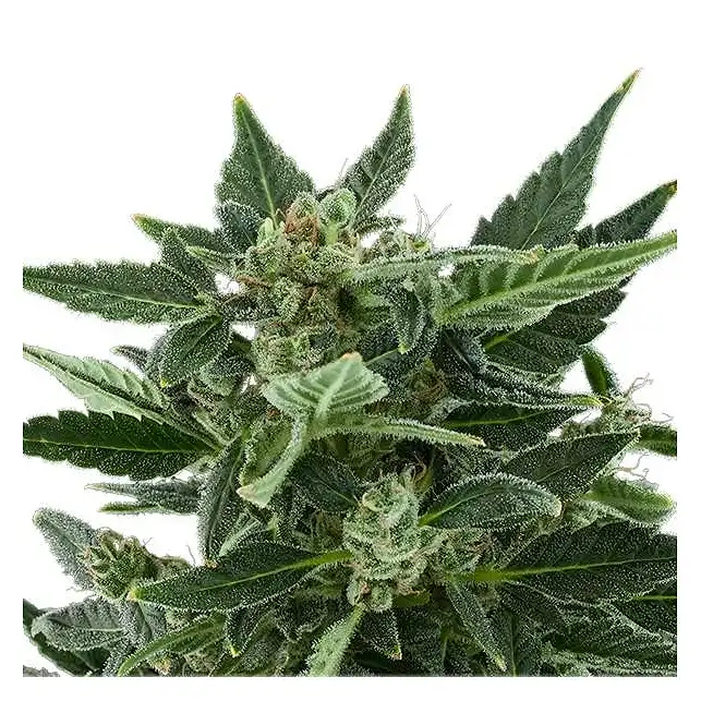 Royal Kush Automatic - Royal Queen Seeds