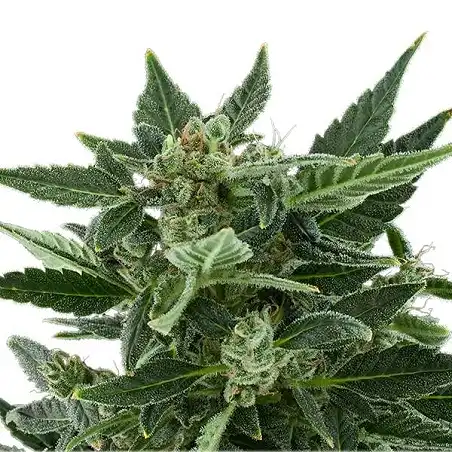 Royal Kush Automatic - Royal Queen Seeds