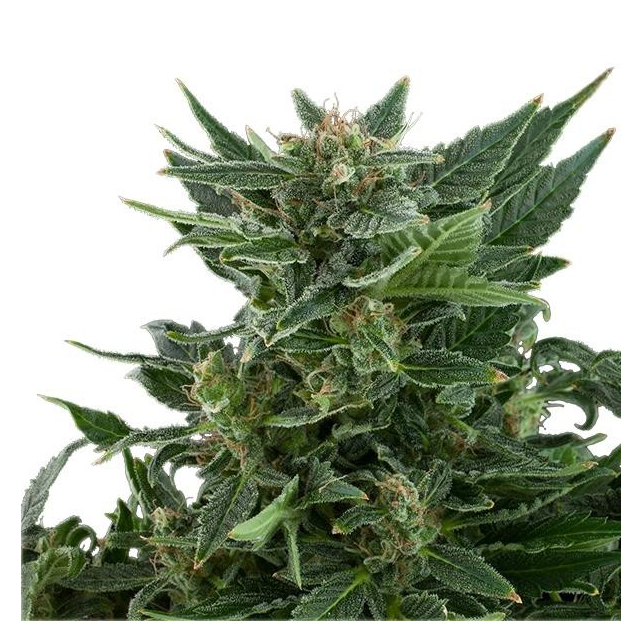 Royal Kush Automatic - Royal Queen Seeds