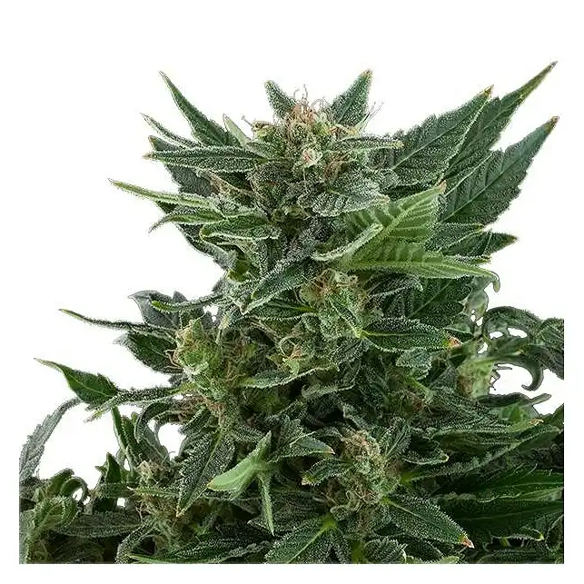 Royal Kush Automatic 1 - Royal Queen Seeds