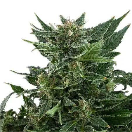 Royal Kush Automatic 1 - Royal Queen Seeds