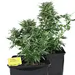 Royal Kush Automatic 2 - Royal Queen Seeds
