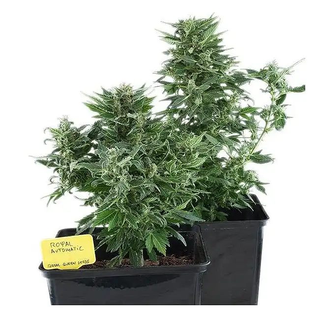 Royal Kush Automatic 2 - Royal Queen Seeds