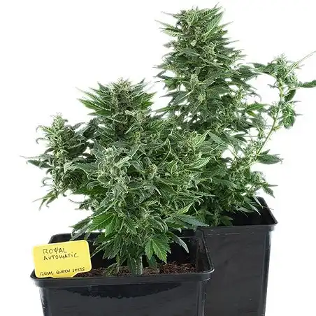 Royal Kush Automatic 2 - Royal Queen Seeds