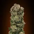 Auto Sweet Soma - 00 Seeds Auto Sweet Soma - 00 Seeds