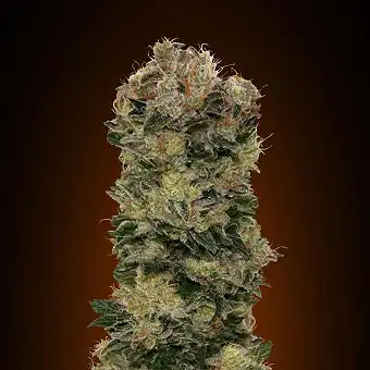 Auto Sweet Soma - 00 Seeds