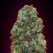 Bubble Gum 00 Seeds