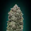 Northern Lights 00 Seeds