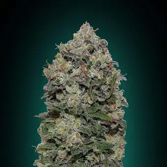 Northern Lights 00 Seeds
