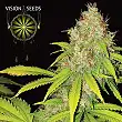 AK 49 Auto 2 - Vision Seeds