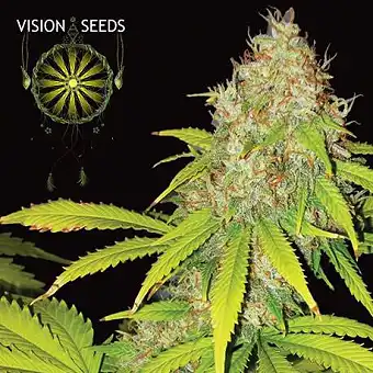 AK 49 Auto 2 - Vision Seeds