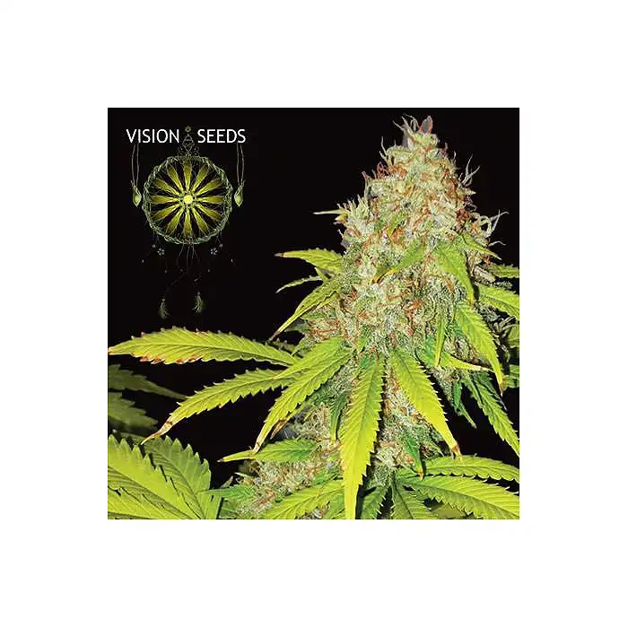 AK 49 Auto 2 - Vision Seeds