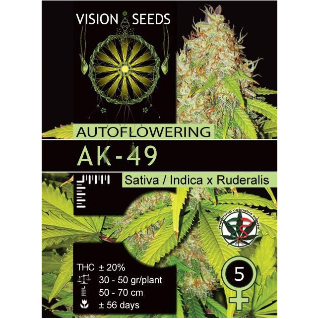 AK 49 Auto 2 - Vision Seeds