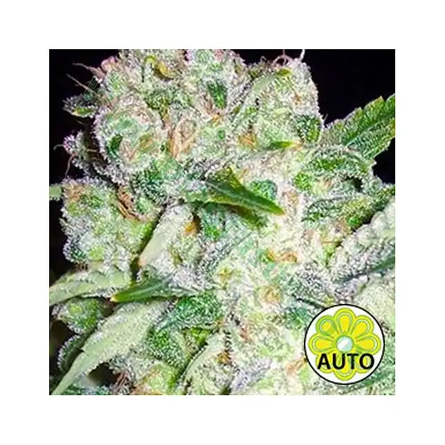AK 49 Auto 1 - Vision Seeds