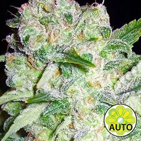 AK 49 Auto 1 - Vision Seeds