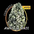 Amnesia Haze Auto Vision Seeds