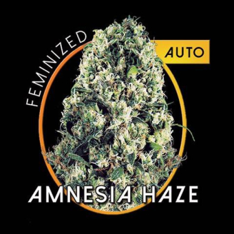 Amnesia Haze Auto Vision Seeds