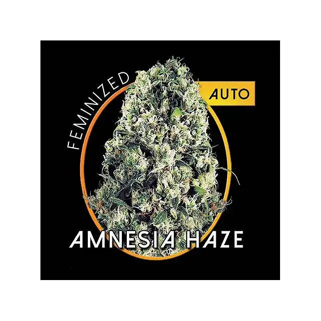 Amnesia Haze Auto Vision Seeds
