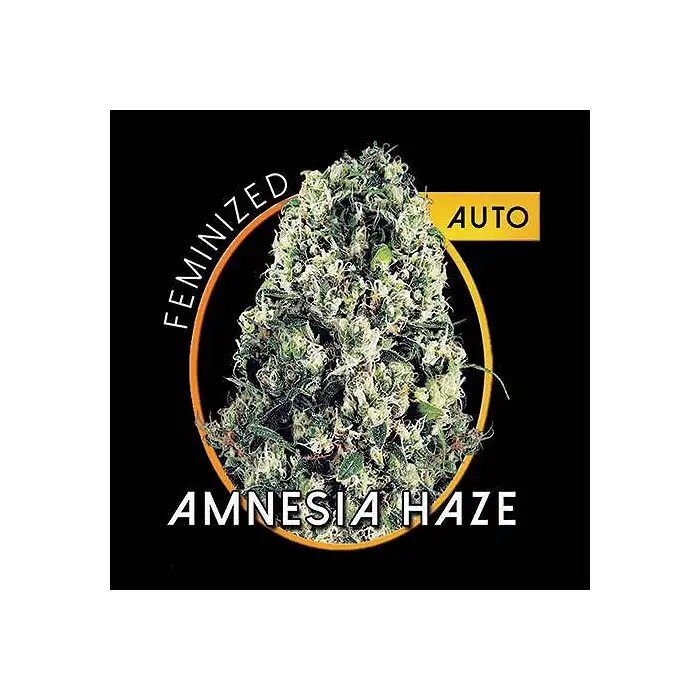 Amnesia Haze Auto Vision Seeds