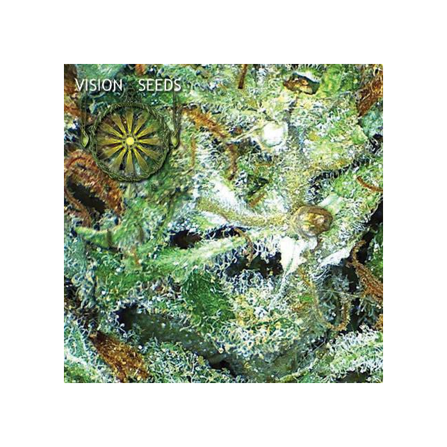 Big Bud Vision Seeds 1