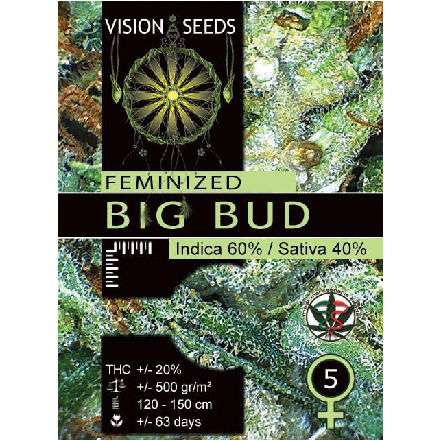 Big Bud Vision Seeds 1