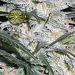 Lowryder Auto 1 - Vision Seeds Lowryder Auto 1 - Vision Seeds