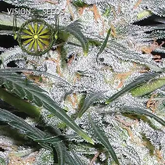 Lowryder Auto 1 - Vision Seeds