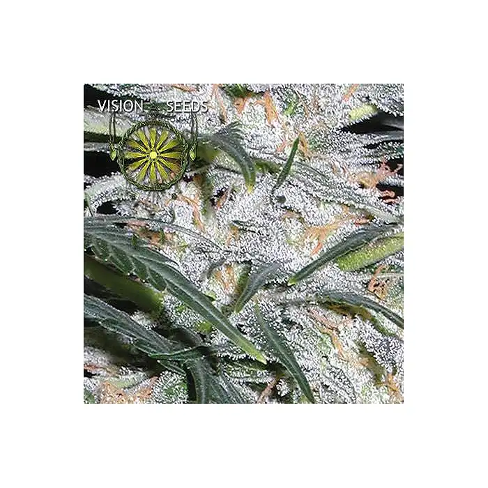 Lowryder Auto 1 - Vision Seeds
