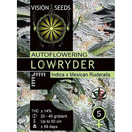 Lowryder Auto - Vision Seeds