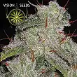 Northern Lights Auto Vision Seeds 1