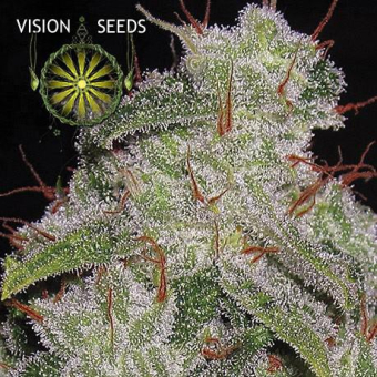 Northern Lights Auto Vision Seeds