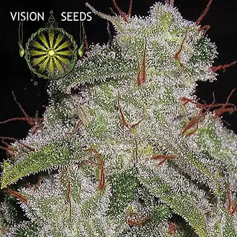 Northern Lights Auto Vision Seeds 1