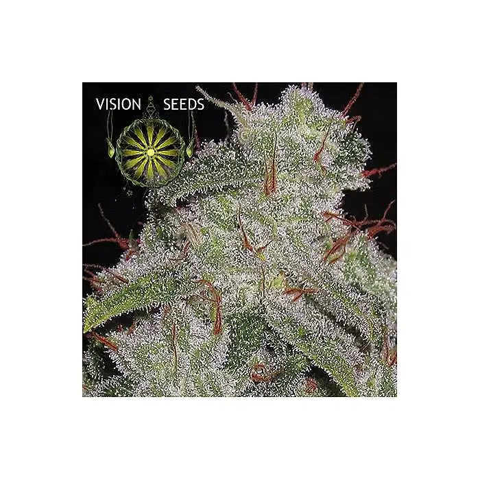Northern Lights Auto Vision Seeds 1